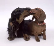 dachshundlove.webp