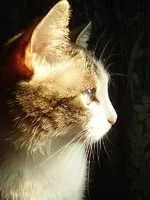 cat-2.webp