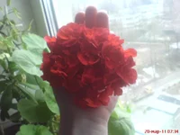 DSC03777.webp