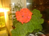 DSC03781.webp
