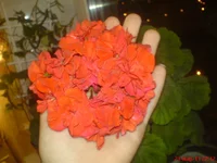 DSC03784.webp