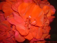 DSC03787.webp