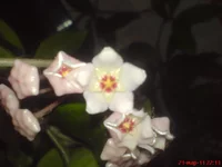 DSC03791.webp