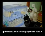1259395996_98_megalife.webp