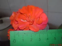 DSC03685.webp