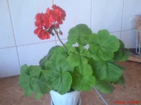 DSC03691.webp