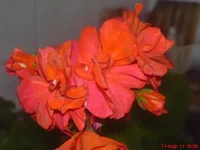DSC03688.webp