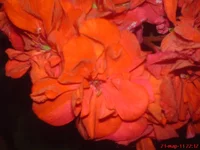 DSC03786.webp