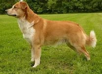 austrian_shorthaired_pinscher_01.jpg