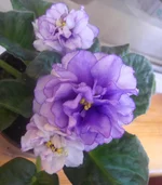 -Седой океан4.webp