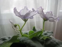 -Хрустальный фонтан2_thumb.webp