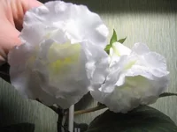 White Bird_thumb.webp