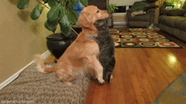9f801d001665b501ecf6888688ecf78d.gif
