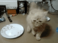 funny-cat-gifs-063-006.gif