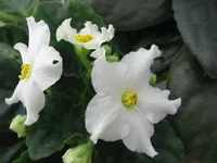 Golden Autumn_0081.webp