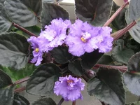 Stormy Weather _0079.webp