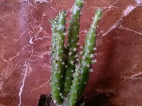 Austrocylindropuntia subulata.jpg
