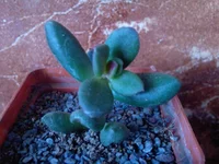Crassula ovata (Толстянка гибр.).jpg