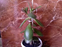 Crassula ovata (Толстянка).jpg