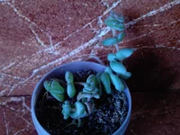 Crassula perforata.jpg
