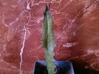 Euphorbia trigona (Молочай треугольный).jpg