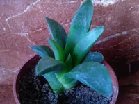 Haworthia cymbiformis (Хавортия ладьевидная).jpg