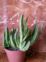 Stapelia grandiflora (Стапелия крепноцветковая) 1.jpg