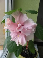 Double Pink.jpg