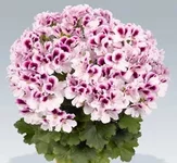 20100304204251.webp