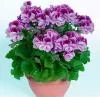 20110125132012_thumb.webp