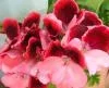 20110126154127_thumb.webp