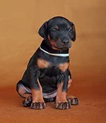 Korry-Korado Karmen Kiss 8912s.webp