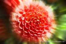DSC00585.webp