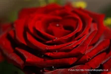DSC00943.webp
