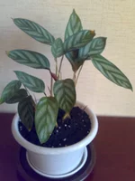 27032011933.webp