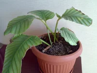 27032011926.webp