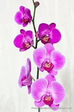 IMG_6909_resized.webp