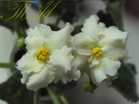 Mellow Yellow.webp Mellow Yellow.webp