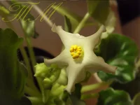 Golden Autumn (Sorano).webp Golden Autumn (Sorano).webp