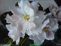 -Врата рая.webp -Врата рая.webp