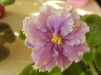 Louisiana Lullaby2.webp Louisiana Lullaby2.webp