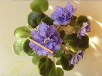 Skibird.webp Skibird.webp