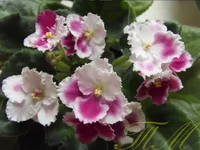 Crimson Ice2.webp Crimson Ice2.webp