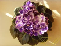 Rhapsody Cora1.webp Rhapsody Cora1.webp