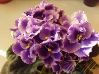 Rhapsody Cora2.webp Rhapsody Cora2.webp