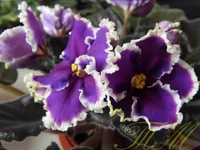 -Дыхание грозы.webp -Дыхание грозы.webp