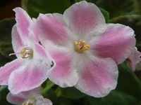 Rob's Scrumptious 002.webp