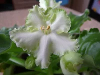 -Белые наливы 007.webp