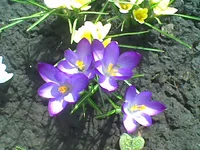 017 (1).webp