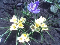 018 (1).webp
